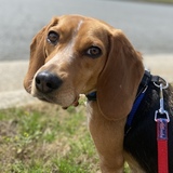 Entry image for Penny