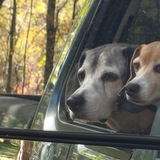 Entry image for Harry and Sophie