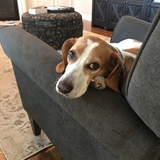 Entry image for Ziggy