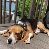 Entry image for Ma Bell