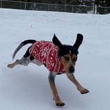 Entry image for Tolly