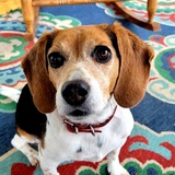 Entry image for Cookie