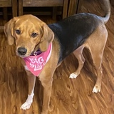 Entry image for Piper 