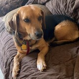 Entry image for Lacey