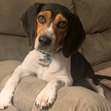 Entry image for Gunner