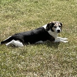 Entry image for Ranger