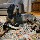 Entry image for Elvis