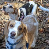 Entry image for Chloe and Berry