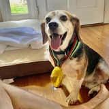 Entry image for Buddy