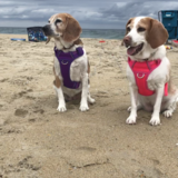 Entry image for Marley & Sadie 