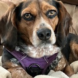 Entry image for Maggie Lou (MaLu)