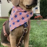 Entry image for Hazel Basil