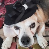 Entry image for Diva Tessy