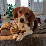 Entry image for Luna