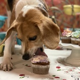 Entry image for Marigold