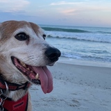 Entry image for Dave