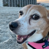 Entry image for Pippa