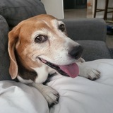 Entry image for Brio