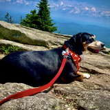 Entry image for Bailey