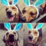 Entry image for Arlo & Clem