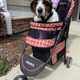 Entry image for Ruby 