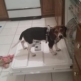 Entry image for Millie