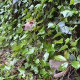 Entry image for Rosie