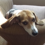 Entry image for Allie