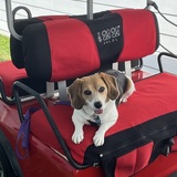 Entry image for Brandi