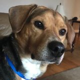 Entry image for Cooper