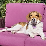 Entry image for Basil