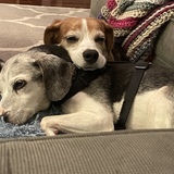 Entry image for Willa and TJ