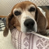 Entry image for Henrietta 