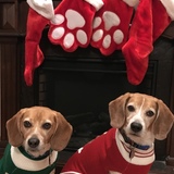 Entry image for Petunia Belle & L. Vegas