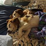 Entry image for Lainey and Barkley 