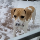 Entry image for Willow 