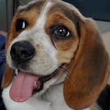 Entry image for Pumpkin