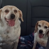 Entry image for Ellie and Houdini