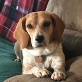 Entry image for Pepper