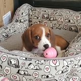 Entry image for Belle