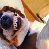 Entry image for Bosley 