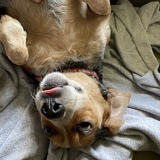 Entry image for Henry