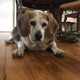 Entry image for Maple 