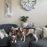 Entry image for Hank and Ruby