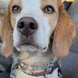 Entry image for Stella