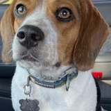 Entry image for Sadie