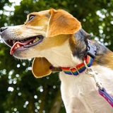 Entry image for Sophie