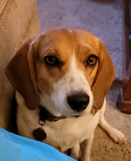 Entry image for June Bug. Clicking this image will show a larger photo