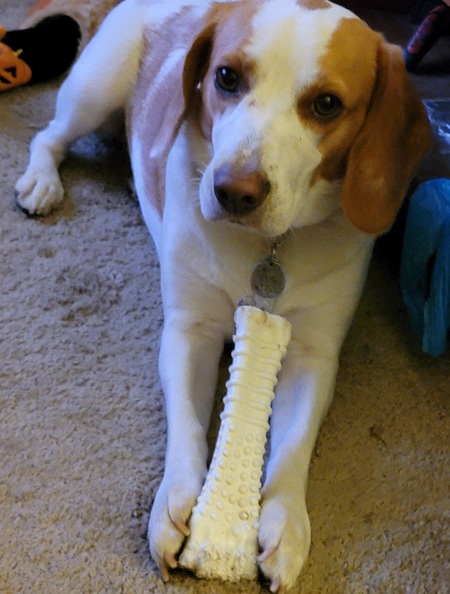 Entry image for Polly. Clicking this image will show a larger photo