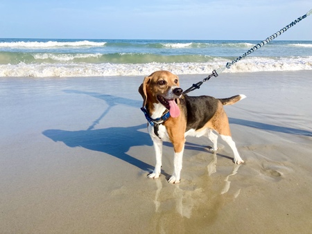 Entry image for Charlie. Clicking this image will show a larger photo